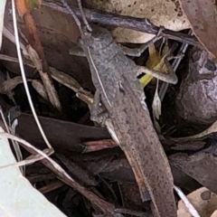 Goniaea carinata (Black kneed gumleaf grasshopper) at Aranda, ACT - 13 Dec 2019 by Jubeyjubes