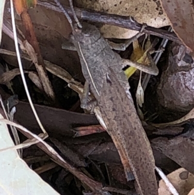 Goniaea carinata (Black kneed gumleaf grasshopper) at Aranda, ACT - 13 Dec 2019 by Jubeyjubes
