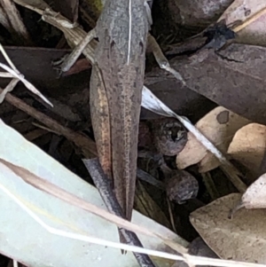 Goniaea carinata at Aranda, ACT - 13 Dec 2019 05:57 PM