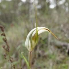 Diplodium ampliatum at Hackett, ACT - 30 Mar 2014