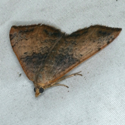 Chrysolarentia mecynata (Mecynata Carpet Moth) at Rosedale, NSW - 15 Nov 2019 by jb2602