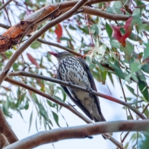 Oriolus sagittatus at Hawker, ACT - 13 Dec 2019