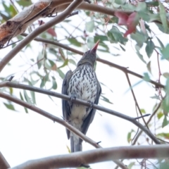 Oriolus sagittatus at Hawker, ACT - 13 Dec 2019