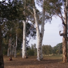 Eucalyptus mannifera (Brittle Gum) at Federal Golf Course - 13 Dec 2019 by MichaelMulvaney