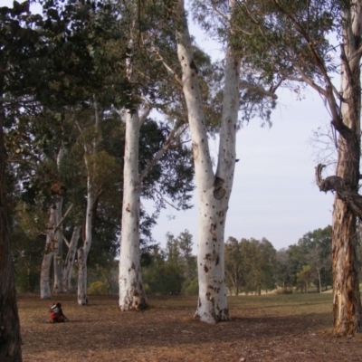 Eucalyptus mannifera (Brittle Gum) at Federal Golf Course - 13 Dec 2019 by MichaelMulvaney