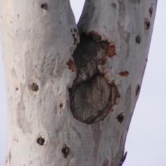 Eucalyptus mannifera at Hughes, ACT - 13 Dec 2019 05:26 PM