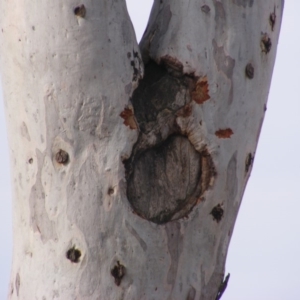 Eucalyptus mannifera at Hughes, ACT - 13 Dec 2019 05:26 PM