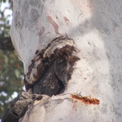 Eucalyptus mannifera at Hughes, ACT - 13 Dec 2019 05:26 PM