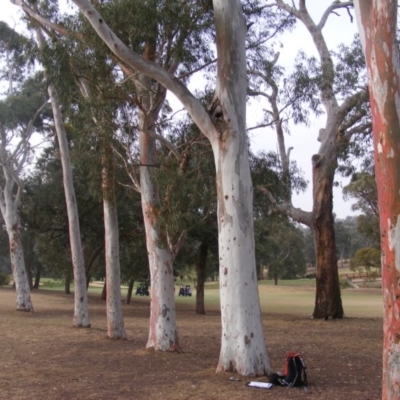 Eucalyptus mannifera (Brittle Gum) at Federal Golf Course - 13 Dec 2019 by MichaelMulvaney