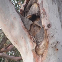 Eucalyptus mannifera at Hughes, ACT - 13 Dec 2019 05:36 PM