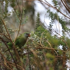 Polytelis swainsonii (Superb Parrot) at Parkes, ACT - 13 Dec 2019 by Tammy