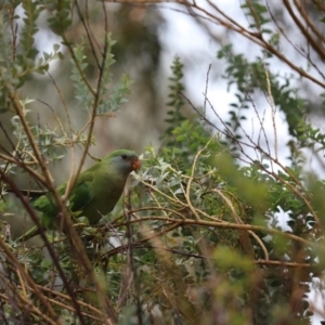 Polytelis swainsonii at Parkes, ACT - suppressed