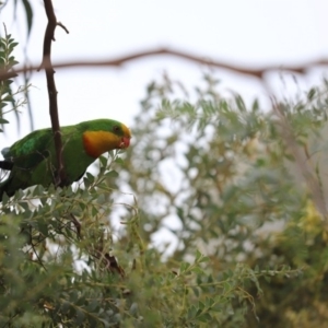 Polytelis swainsonii at Parkes, ACT - 13 Dec 2019