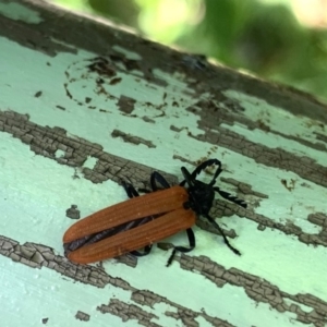 Porrostoma sp. (genus) at Acton, ACT - 13 Dec 2019 09:42 AM