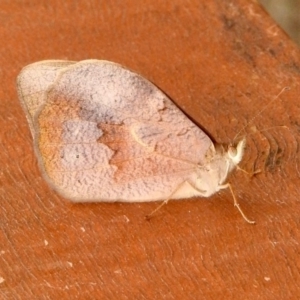 Heteronympha merope at Aranda, ACT - 13 Dec 2019 03:02 PM