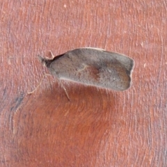 Heteronympha merope at Aranda, ACT - 13 Dec 2019 03:02 PM