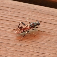 Exaireta spinigera (Garden Soldier Fly) at Aranda, ACT - 13 Dec 2019 by KMcCue