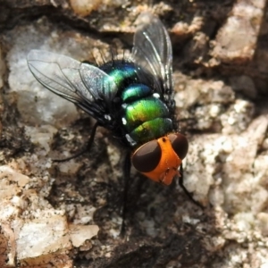 Amenia sp. (genus) at Paddys River, ACT - 13 Dec 2019