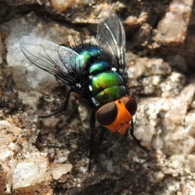 Amenia sp. (genus) (Yellow-headed Blowfly) at Paddys River, ACT - 13 Dec 2019 by JohnBundock