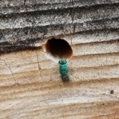 Primeuchroeus sp. (genus) (Cuckoo Wasp) at ANBG - 13 Dec 2019 by HelenCross