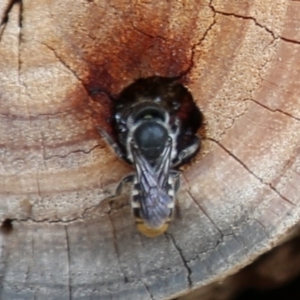 Megachile sp. (several subgenera) at Acton, ACT - 13 Dec 2019 01:31 PM