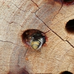 Megachile sp. (several subgenera) at Acton, ACT - 13 Dec 2019 01:31 PM