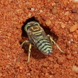 Bembix sp. (genus) at Hackett, ACT - 13 Dec 2019