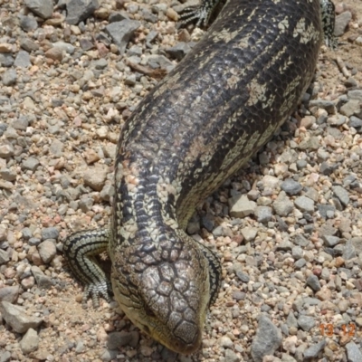 Tiliqua nigrolutea (Blotched Blue-tongue) at Bimberi Nature Reserve - 13 Dec 2019 by GirtsO