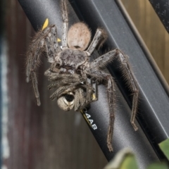 Isopeda sp. (genus) (Huntsman Spider) at Higgins, ACT - 13 Dec 2019 by AlisonMilton