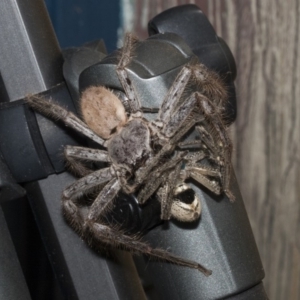 Isopeda sp. (genus) at Higgins, ACT - 13 Dec 2019