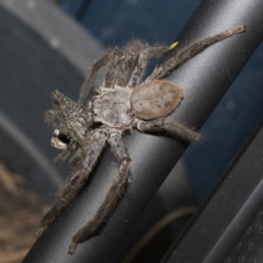 Isopeda sp. (genus) at Higgins, ACT - 13 Dec 2019