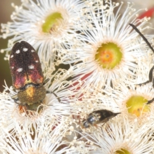 Pachycisseis bicolor at QPRC LGA - 13 Dec 2019