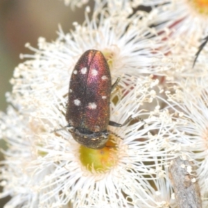 Pachycisseis bicolor at QPRC LGA - 13 Dec 2019