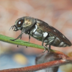 Pachycisseis bicolor at QPRC LGA - 13 Dec 2019