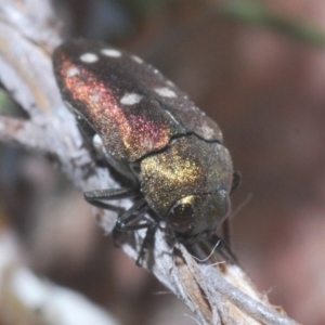 Pachycisseis bicolor at QPRC LGA - 13 Dec 2019