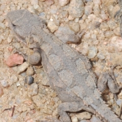 Rankinia diemensis at Harolds Cross, NSW - 11 Dec 2019