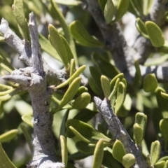 Melicytus angustifolius subsp. divaricatus (Divaricate Tree Violet) at Michelago, NSW - 10 Nov 2018 by Illilanga