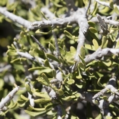 Melicytus angustifolius subsp. divaricatus at Illilanga & Baroona - 11 Nov 2018 10:28 AM