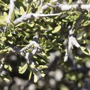 Melicytus angustifolius subsp. divaricatus at Illilanga & Baroona - 11 Nov 2018