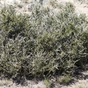 Melicytus angustifolius subsp. divaricatus at Illilanga & Baroona - 11 Nov 2018