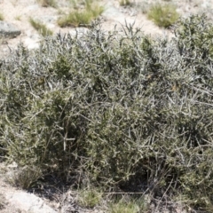 Melicytus angustifolius subsp. divaricatus at Illilanga & Baroona - 11 Nov 2018