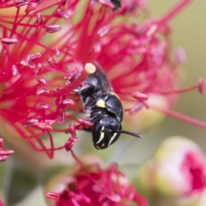 Hylaeus (Hylaeorhiza) nubilosus at Michelago, NSW - 18 Nov 2018