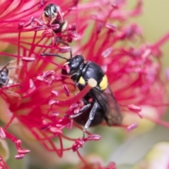 Hylaeus (Hylaeorhiza) nubilosus at Michelago, NSW - 18 Nov 2018