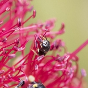 Hylaeus (Prosopisteron) aralis at Michelago, NSW - 18 Nov 2018