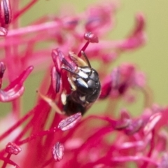 Hylaeus (Prosopisteron) aralis at Michelago, NSW - 18 Nov 2018