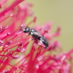 Hylaeus (Prosopisteron) aralis at Michelago, NSW - 18 Nov 2018