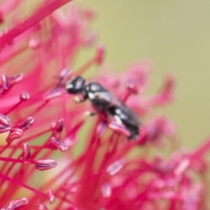 Hylaeus (Prosopisteron) aralis at Michelago, NSW - 18 Nov 2018 12:35 PM