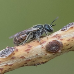 Lasioglossum sp. (genus) at Michelago, NSW - 10 Nov 2018