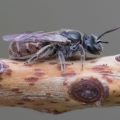 Lasioglossum sp. (genus) at Michelago, NSW - 10 Nov 2018 10:24 AM