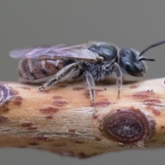 Lasioglossum sp. (genus) at Michelago, NSW - 10 Nov 2018 10:24 AM